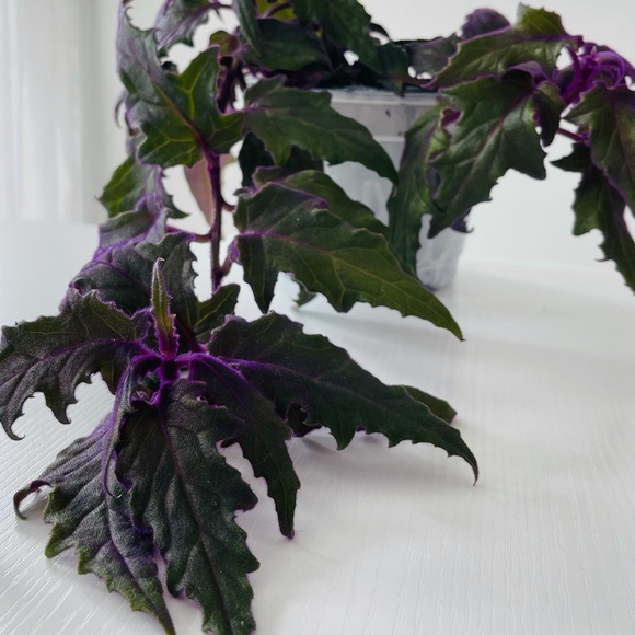 Live!!!  Purple Velvet Potted Plant - Picture 4 of 14